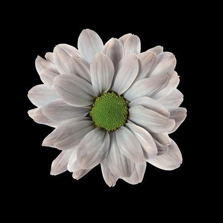 Chrysanthemum Indicum Grp tros kas kleurbehandeld H%