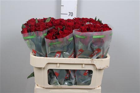Rosa grootbloemig Ever Red