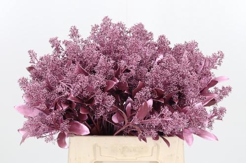 Skimmia per bos overig kleurbehandeld H%