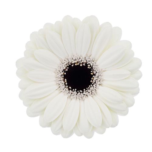 Gerbera mini Olaf
