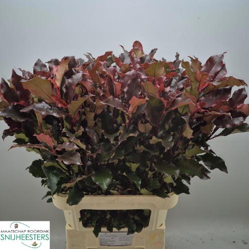 Photinia Magical Volcano