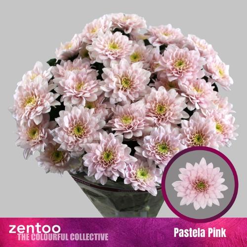 Chrysanthemum (Indicum Grp) tros Pastela Blush