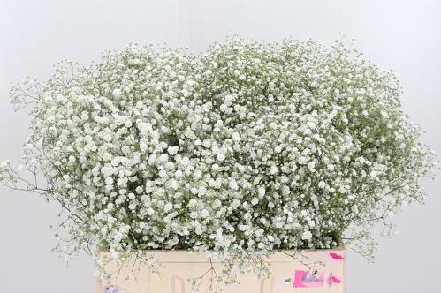 Gypsophila paniculata Xlence