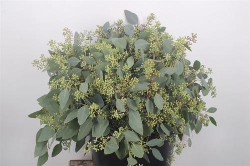 Eucalyptus per bos polyanthemos (fruit)