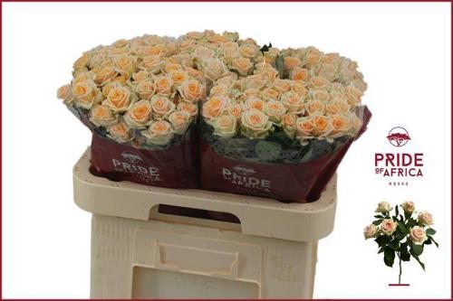 Rosa tros Trinity