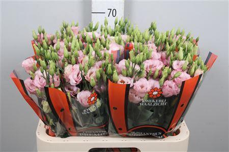 Eustoma russellianum gevuldbloemig Lisanne Light Pink