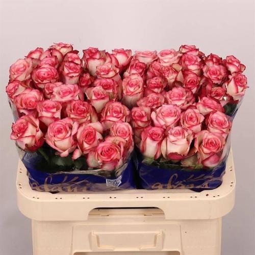 Rosa grootbloemig Paloma