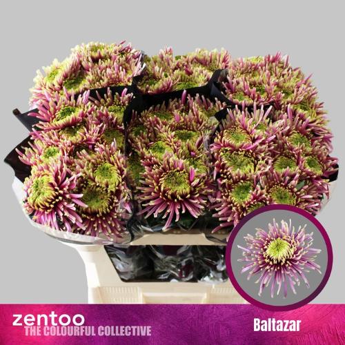 Chrysanthemum Indicum Grp geplozen Baltazar