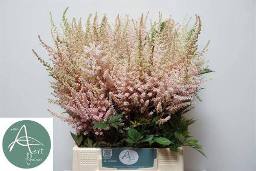 Astilbe (Japonica Grp) 'Avalanche'