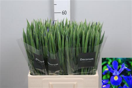 Iris (Hollandse Iris Grp) 'Prof. Blaauw'