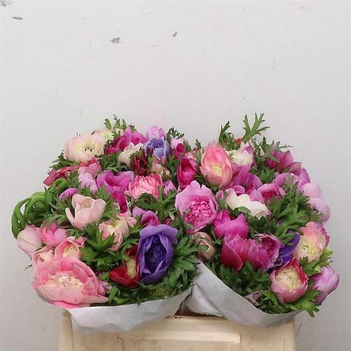 Anemone coronaria Fullstar gemengd