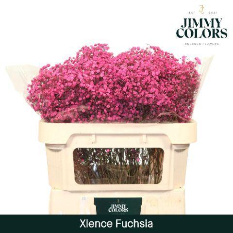 Gypsophila overig kleurbehandeld H%