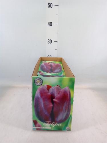 Tulipa (bol)