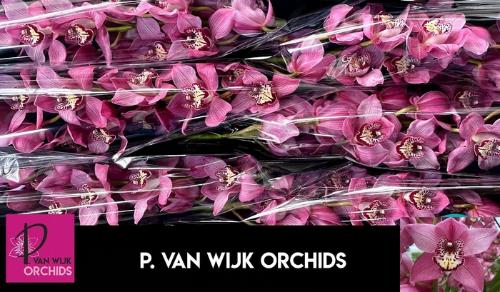 Cymbidium grootbloemig per tak Early Kiwi 'Sky Scraper'