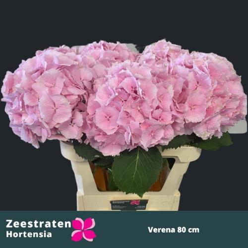 Hydrangea macrophylla 'Verena'