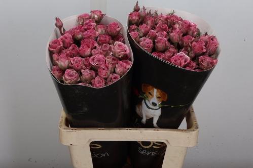 Rosa grootbloemig gewaxt H%