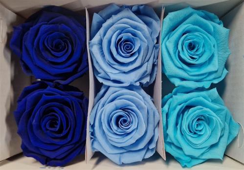 Rosa grootbloemig kleurbehandeld H%