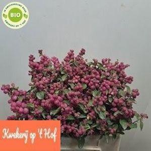 Symphoricarpos Magical Temptation