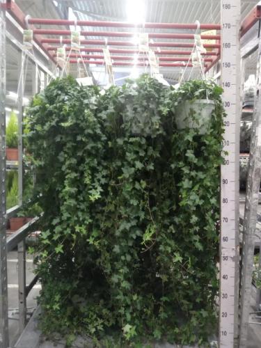Hedera helix 'Pittsburgh'