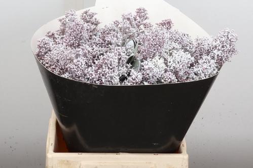 Skimmia per bos overig kleurbehandeld H%