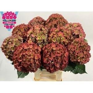 Hydrangea macrophylla Royal Anastasia (classic)