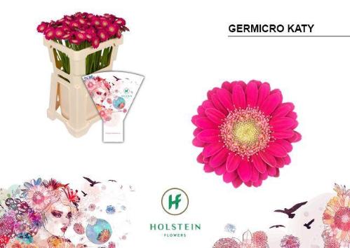Gerbera nano Germicro Katy