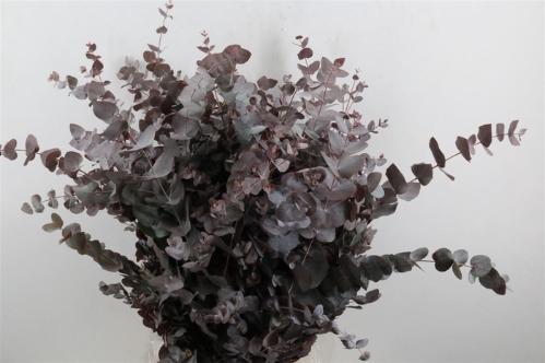 Eucalyptus cinerea kleurbehandeld per bos H%
