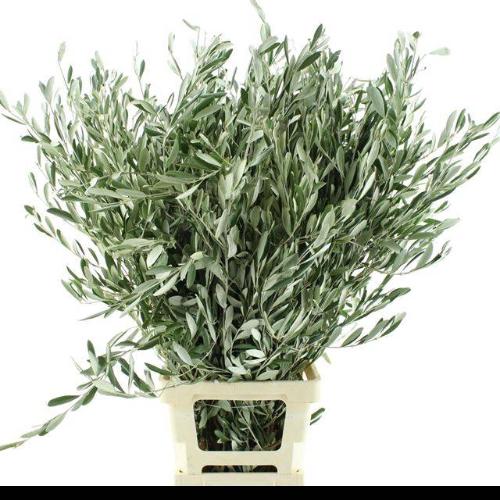 Olea europaea per bos