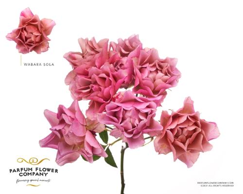 Rosa tros overig