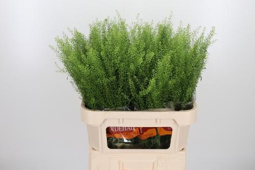 Thlaspi Green Bell
