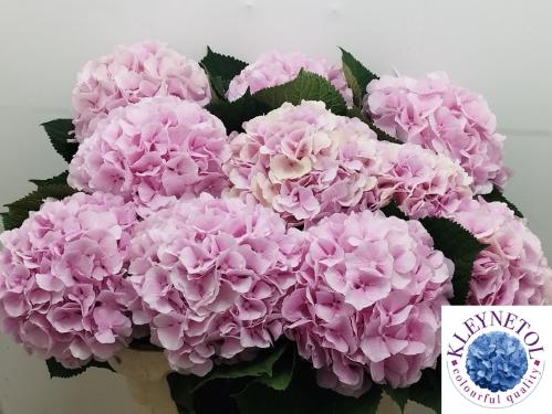 Hydrangea macrophylla 'Verena'