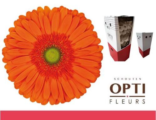 Gerbera grootbloemig 'Atlanta'