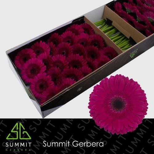 Gerbera grootbloemig 'Passoa'