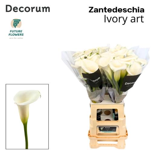 Zantedeschia Ivory Art