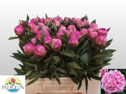 Paeonia Lactiflora Grp 'Dr. Alexander Fleming'