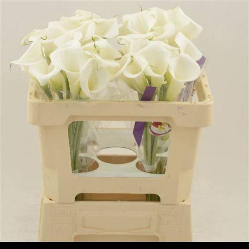 Zantedeschia White Art