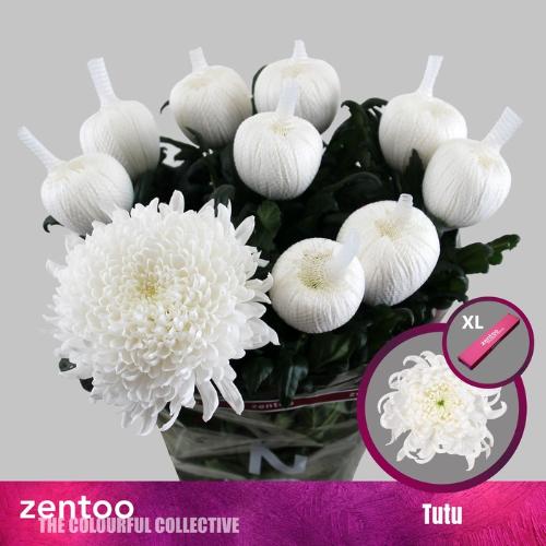 Chrysanthemum (Indicum Grp) geplozen Tutu