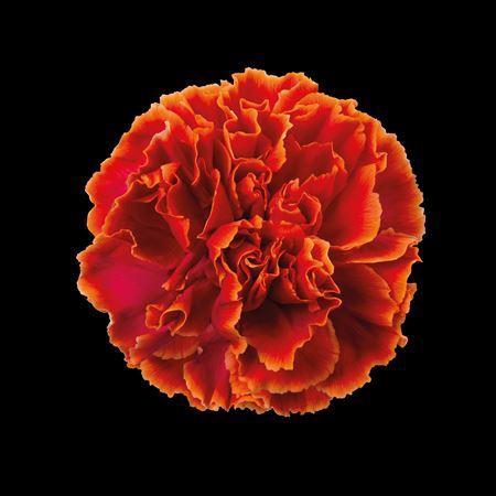 Dianthus standaard kleurbehandeld H%