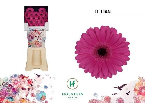 Gerbera mini Lillian