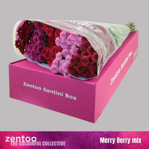 Chrysanthemum Indicum Grp tros santini gemengd