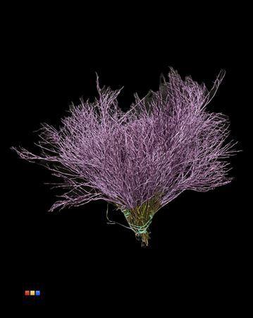 Vaccinium kleurbehandeld H%