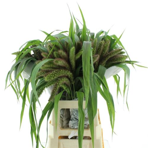 Setaria italica