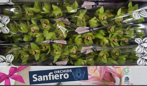 Cymbidium grootbloemig per tak 'Machteld'