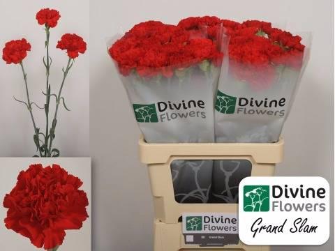 Dianthus standaard Grand Slam