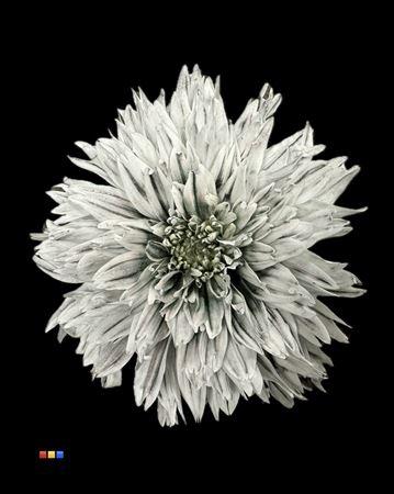 Chrysanthemum geplozen kas kleurbehandeld H%