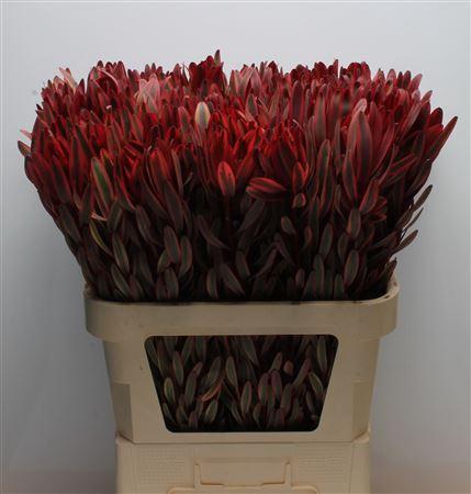 Leucadendron 'Jester'
