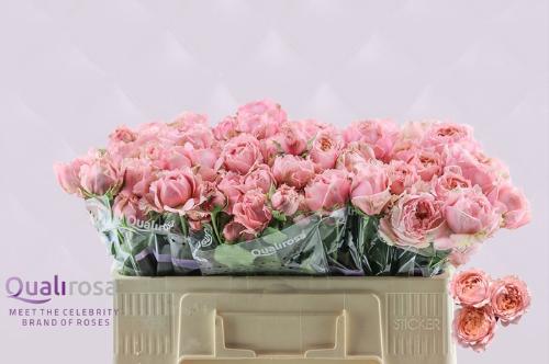 Rosa tros overig