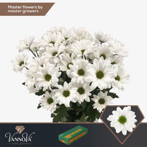 Chrysanthemum Indicum Grp tros Chic