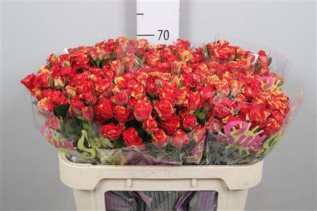 Rosa tros Fire Flash