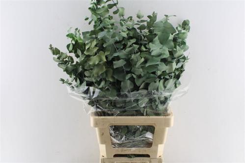 Eucalyptus kleurbehandeld per bos H%